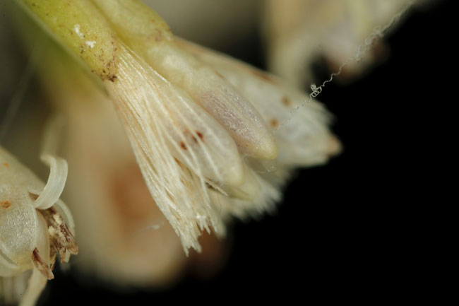 Wigandia urens, family Hydrophyllaceae, Tabaco tree, ortiga, chichiaste guatemala