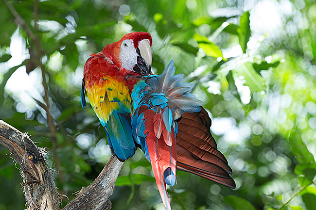 Macaws-auto-safari-chapin-image-IMG-9740