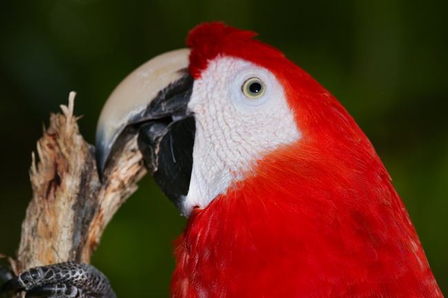 Macaws-auto-safari-chapin-image-IMG-9750