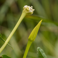 Ipomoea-alba-morning-glory-Nakum-Savanna-Yaxha-Peten-Mar-28-2019