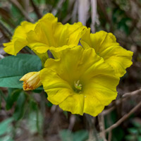 Merremia-umbellata-morning-glory-flower-latex-rubber-Jan-20-2019