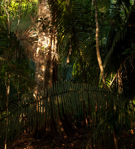 palo de Campeche tinto Haematoxylum campechianum, Guatemala, Belize logwood