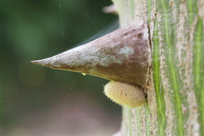 Ceiba Pentandra thorn