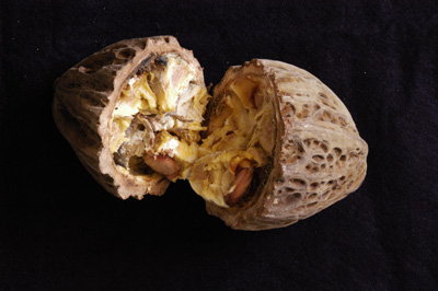 pataxte fruit pod