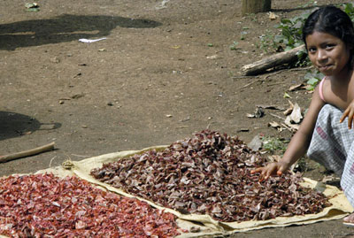 Indigenous woman of Guatemala toasting Achiote, anthropology research on achiote