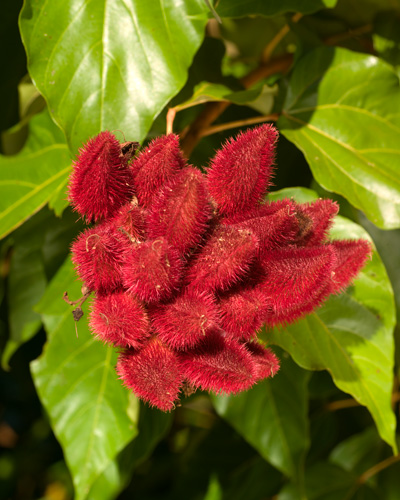 Pre-Columbian Mesoamerican Mayan ethnobotany, Achiote (Bixa orellana)