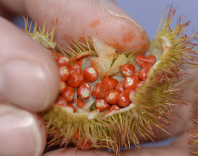 anthropology research on achiote