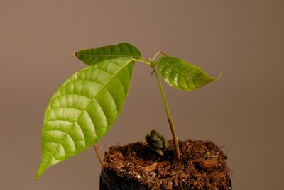 growing cacao plant