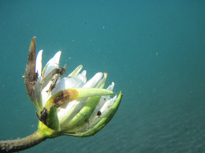 underwater lily flower