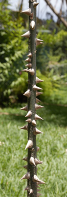 young ceiba tree with big thorns