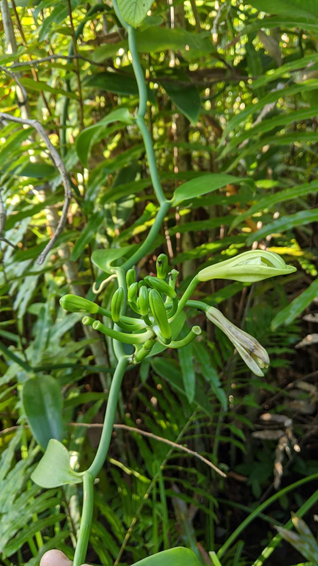 vanilla-orchid-vine-flower-buds-Lucas-Cuz-Municipio-de-Livingston
