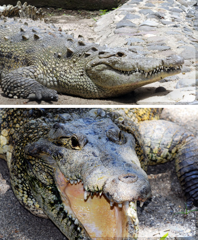 crocodile zoo la Aurora Guatemala