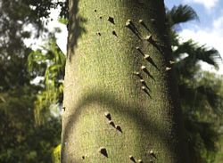 Ceiba at zoo La Aurora, Guatemala