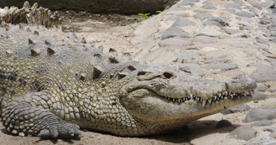 crocodile zoo la Aurora Guatemala