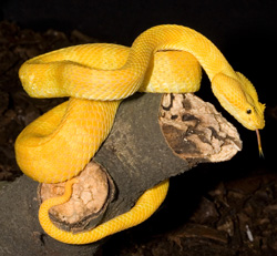 snake zoo la aurora Guatemala