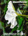 Ipomoea alba, Moonflower, is a morning glory that opens at night