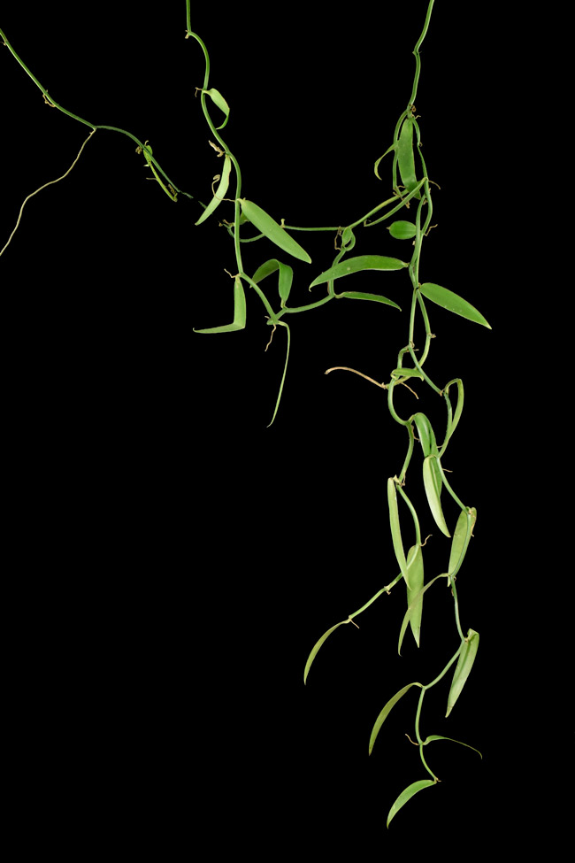 Iconography Maya Sculpture Mexico-web