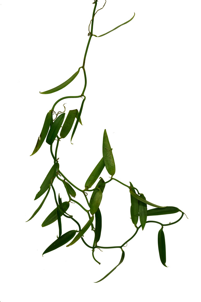 Iconography Maya Sculpture Mexico-web