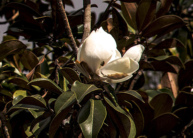 magnolia-talauma-mexicana-photo-9805