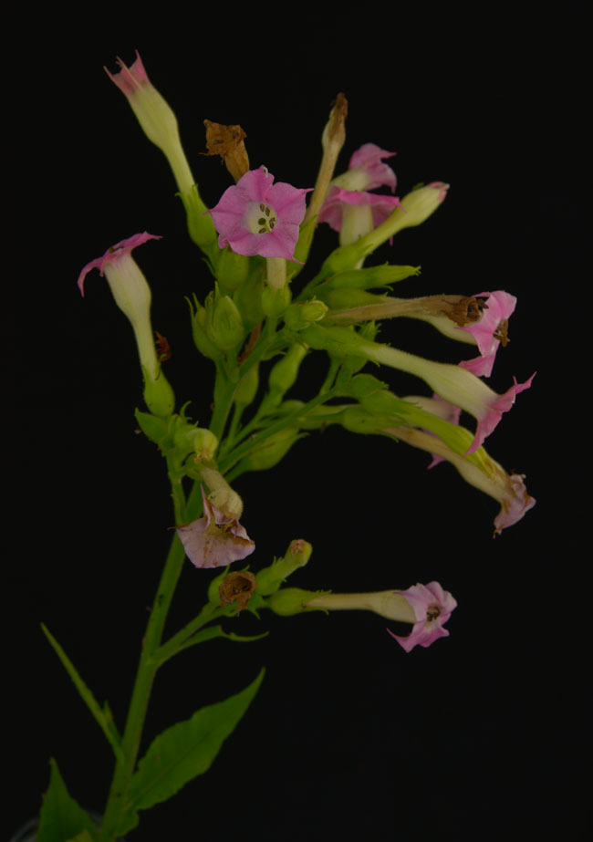 Nicotiana tabacum Tobacco flower pink FLAAR garden WRF Jun 20 2014