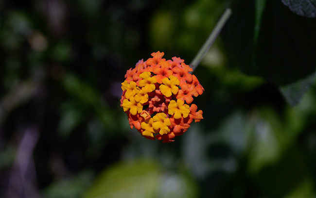 Lantana-camara-flowers-Cinco-Negritos-natural-Mayan-dye-colorant-1118