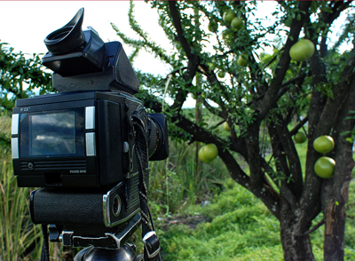 Morro Crescentia alata tree Chinchines guacales jicaras alcancillas llaveros jicaro