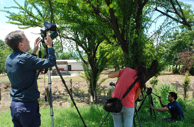 Morro Crescentia alata tree Chinchines guacales jicaras alcancillas llaveros jicaro