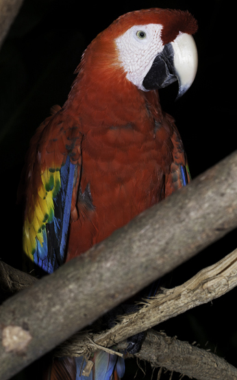 macaw-AutoSafari-Chapin-Guatemala-side-face