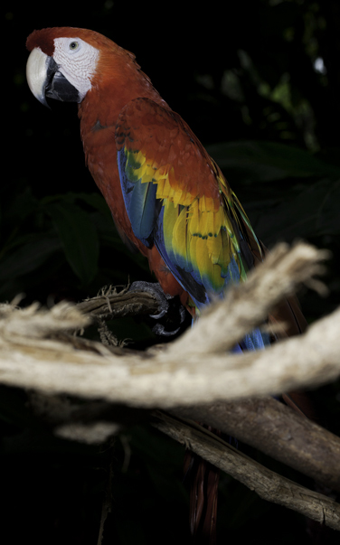 Macaw at Auto Safari Chapín Guatemala julio 2011