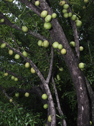Morro Crescentia alata tree Chinchines guacales jicaras alcancillas llaveros jicaro