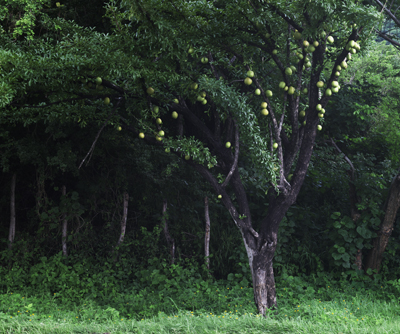Morro Crescentia alata tree Chinchines guacales jicaras alcancillas llaveros jicaro