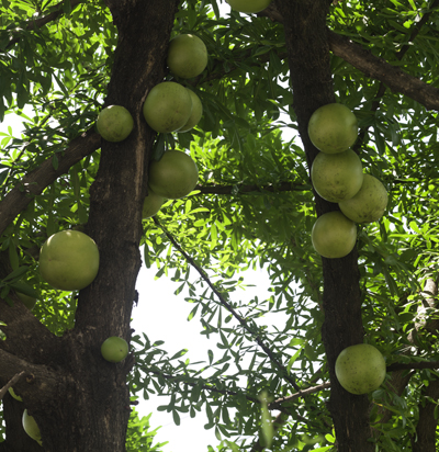 Morro Crescentia alata tree Chinchines guacales jicaras alcancillas llaveros jicaro
