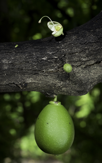 Morro Crescentia alata tree Chinchines guacales jicaras alcancillas llaveros jicaro
