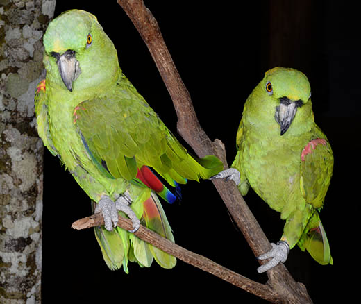 photo-of-parrots-Copan-DSC2041