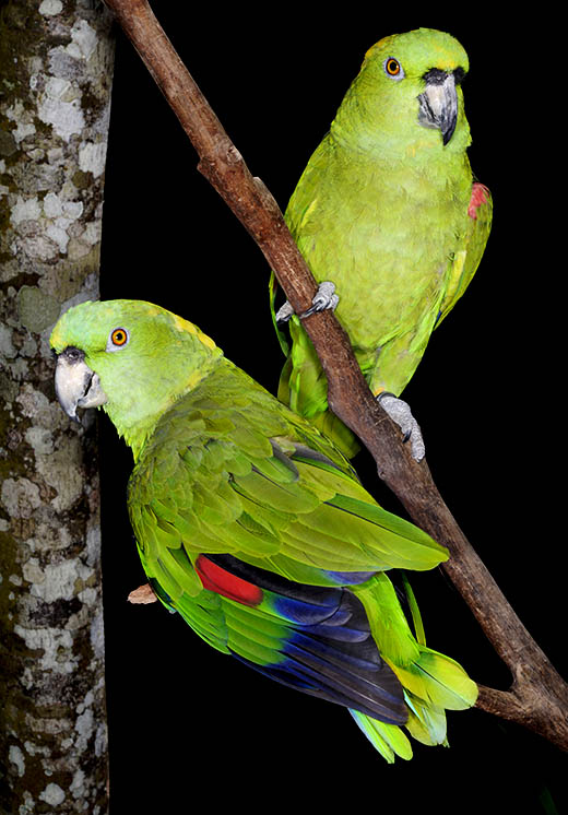 photo-of-parrots-Copan-DSC2044