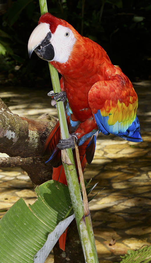 photo-of-scarlet-macaw-Ara-macao-Copan-002035