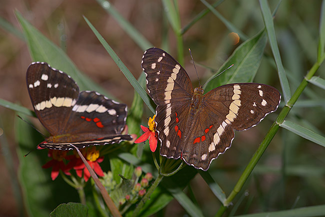 Butterfly-mariposa-flower-autosafari-Oct-2014-image-DSC-8178