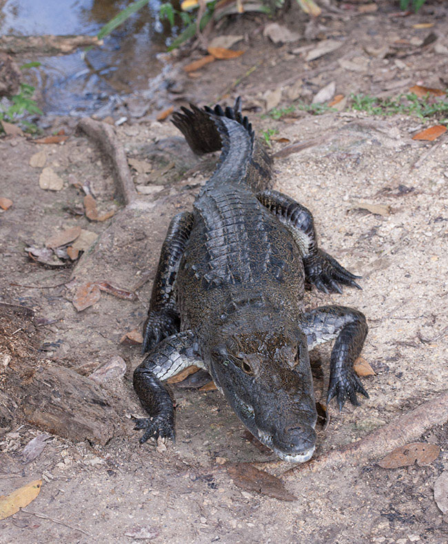 Crocodile-moreletti-cocodrilo-tikal-Jan-2013-photograpy-10K4719