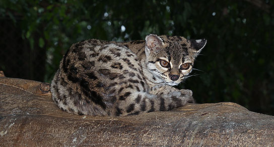 Leopardus-weidi-margay-aurora-zoologico-NH-Dec-2014-photography-IMG-9559